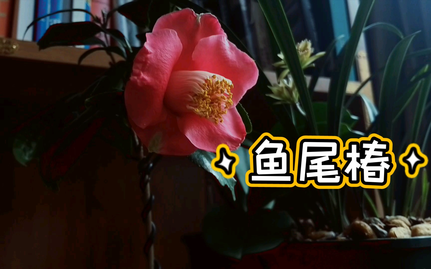 鱼尾椿山茶小苗开花啦!