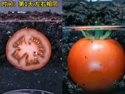 Tải video: 仅需三个月，教你在家就能种植出香甜可口的番茄！