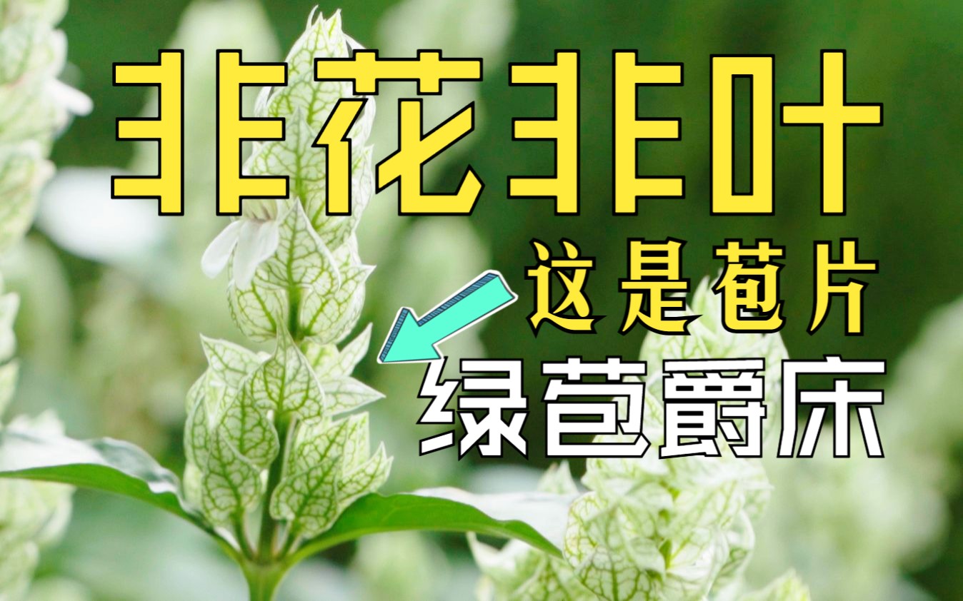 长得极像'松鼠尾巴'的植物——绿苞爵床哔哩哔哩bilibili