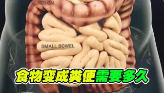 食物变成粪便需要多久？一个视频带你了解，高清3D动画