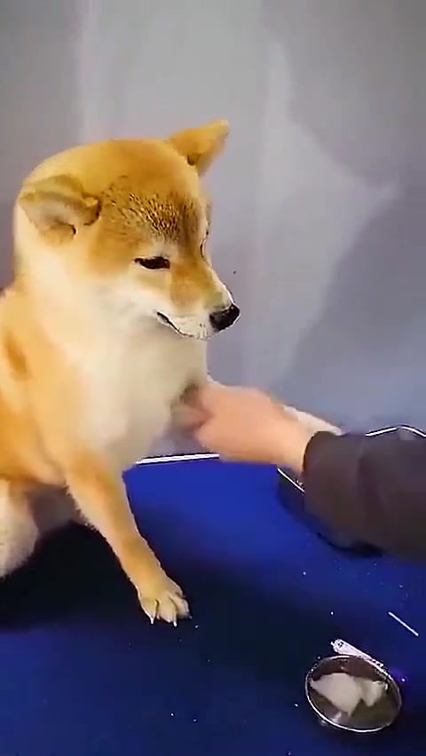 超乖,柴犬抽血主动伸爪,后腿颤抖强装镇定