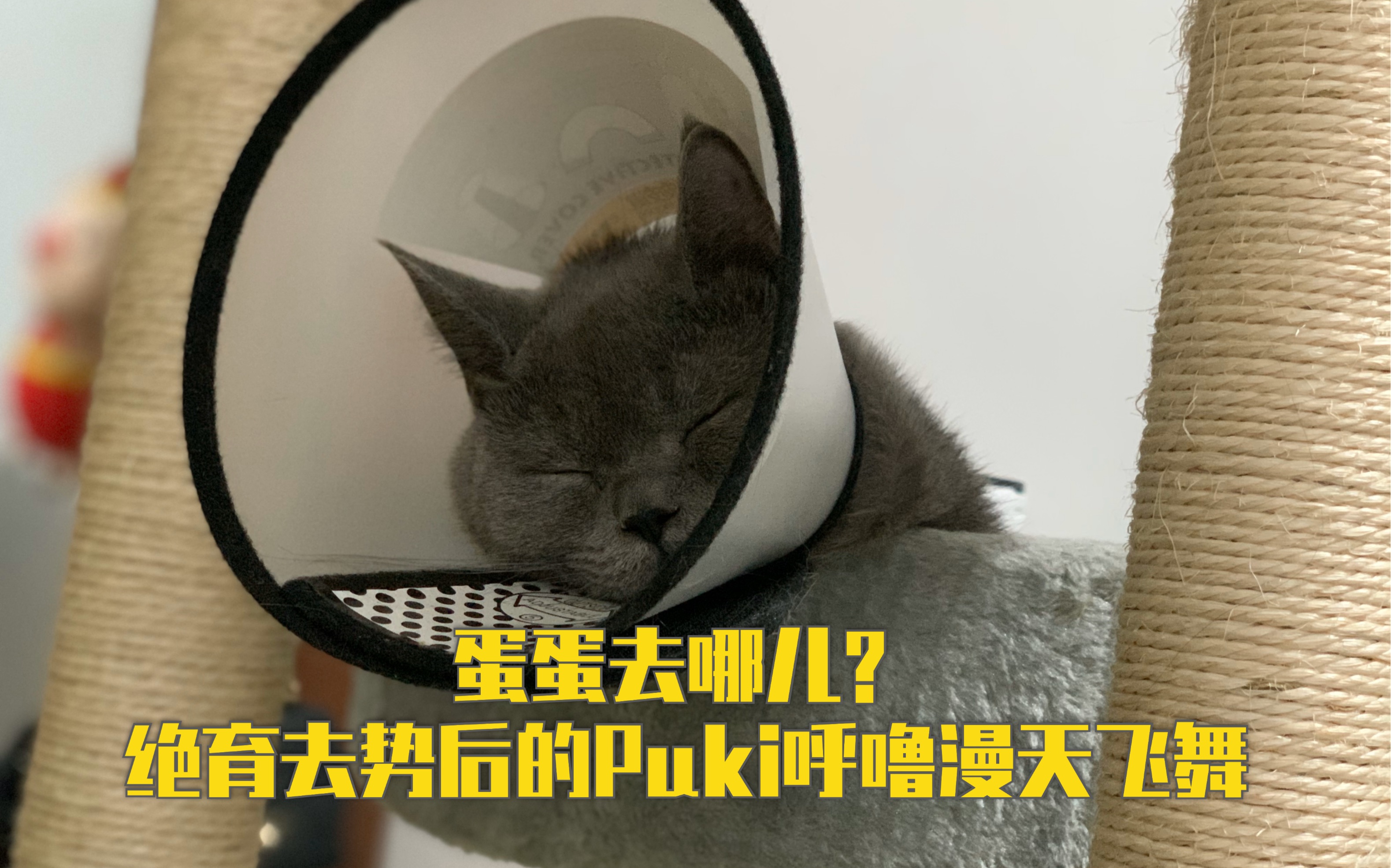 【英短蓝猫Puki的绝望】猫咪绝育去势后会怎样?变成睡神呼噜漫天飞哔哩哔哩bilibili