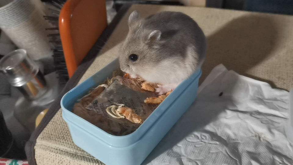 【仓鼠进食】真是一个小团团