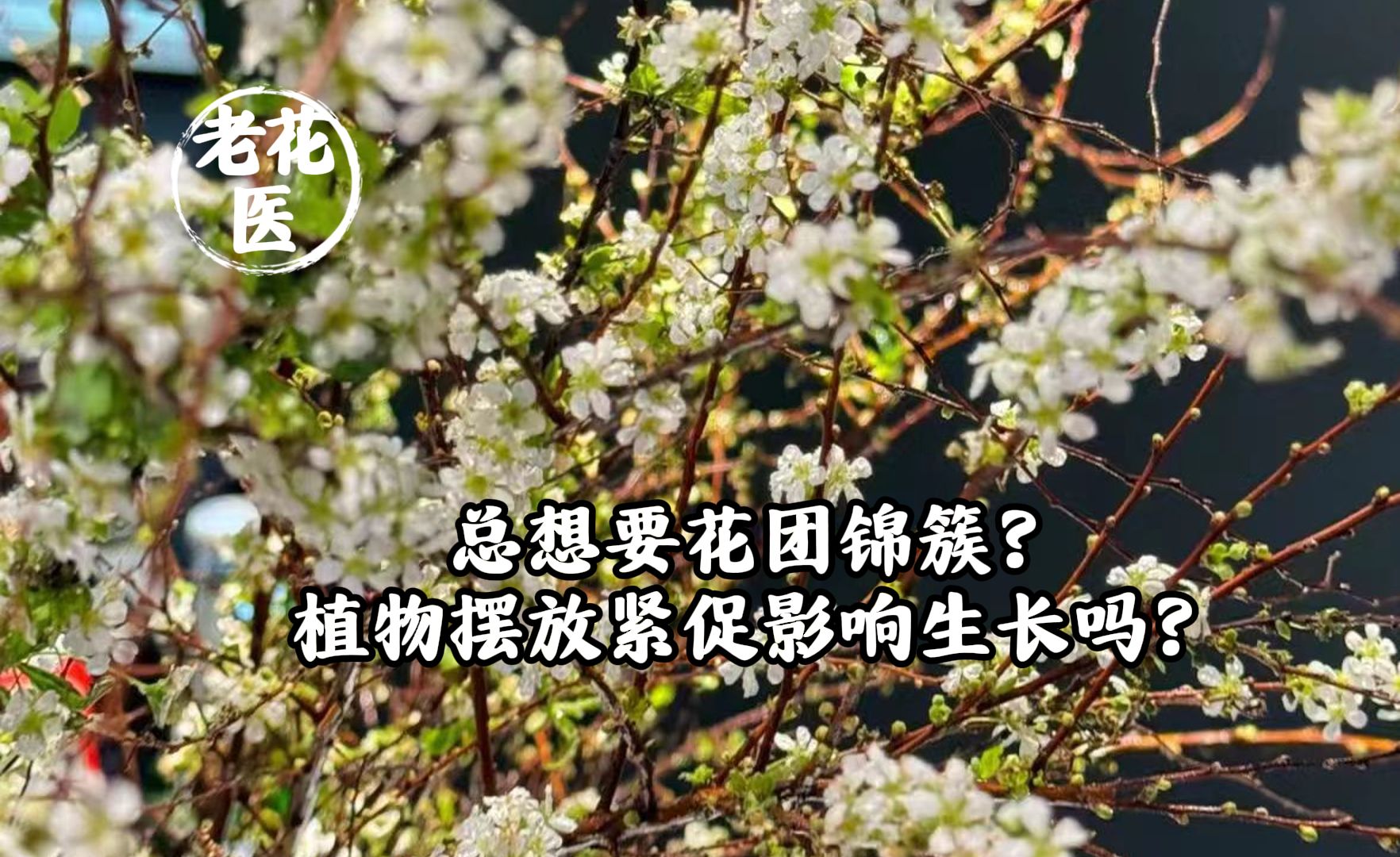 总想要花团锦簇?植物摆放紧促影响生长吗?哔哩哔哩bilibili