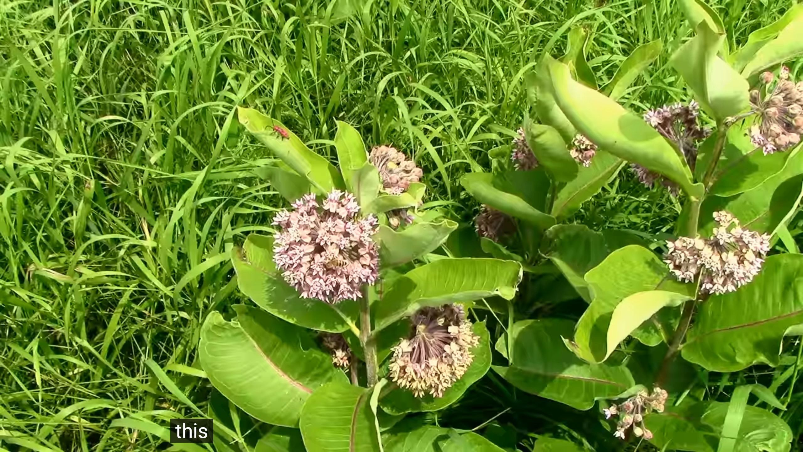 第3集 觅食野外植物-普通乳草马利筋 (asclepias syriaca)