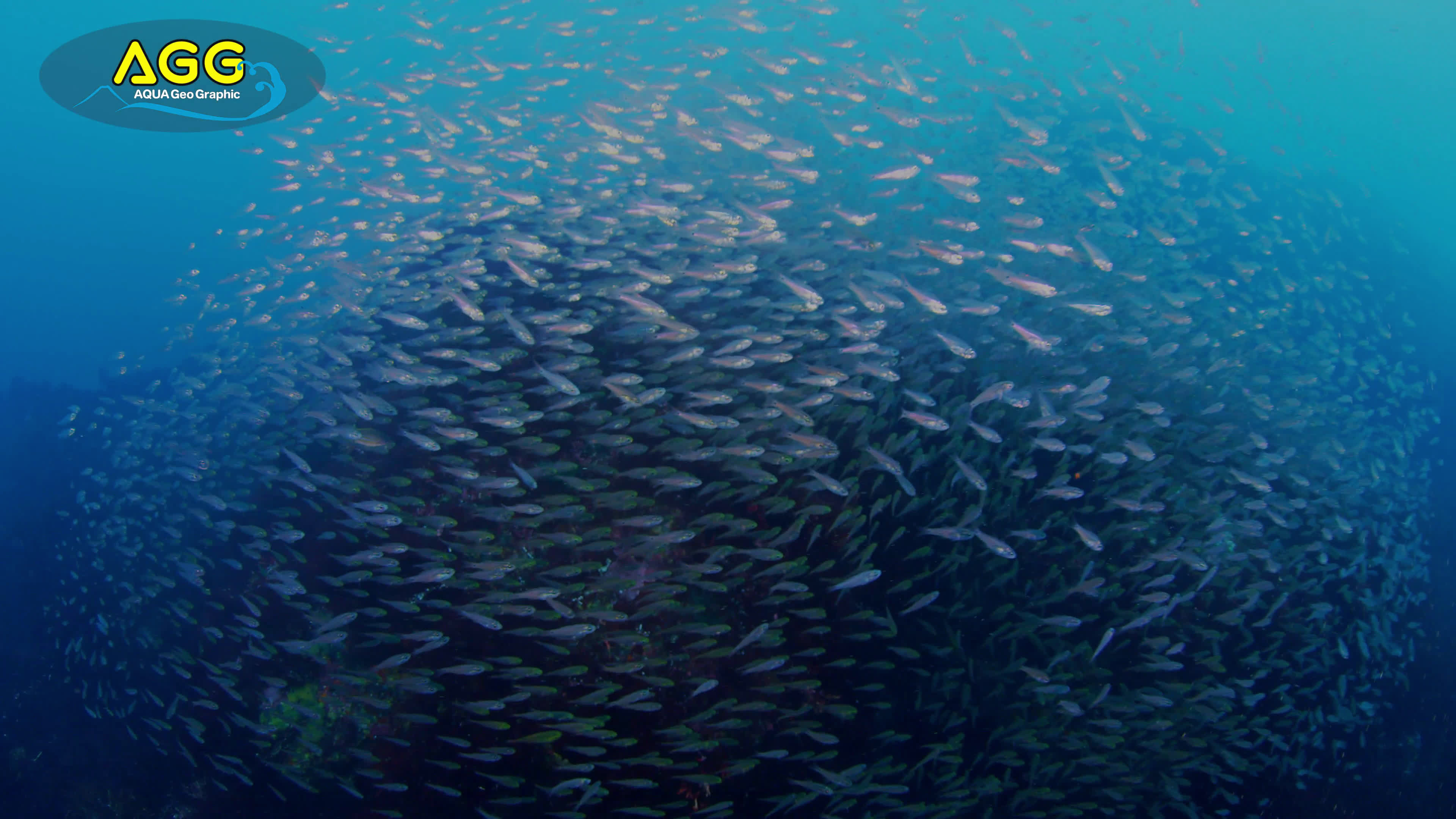 [ 4k ultra hd ] 日本伊豆大島的小鱼群