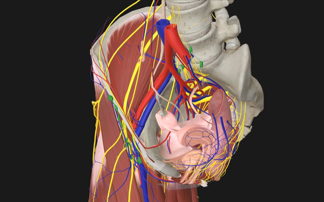 局部解剖学盆部与会阴3(盆腔脏器及其毗邻)哔哩哔哩bilibili