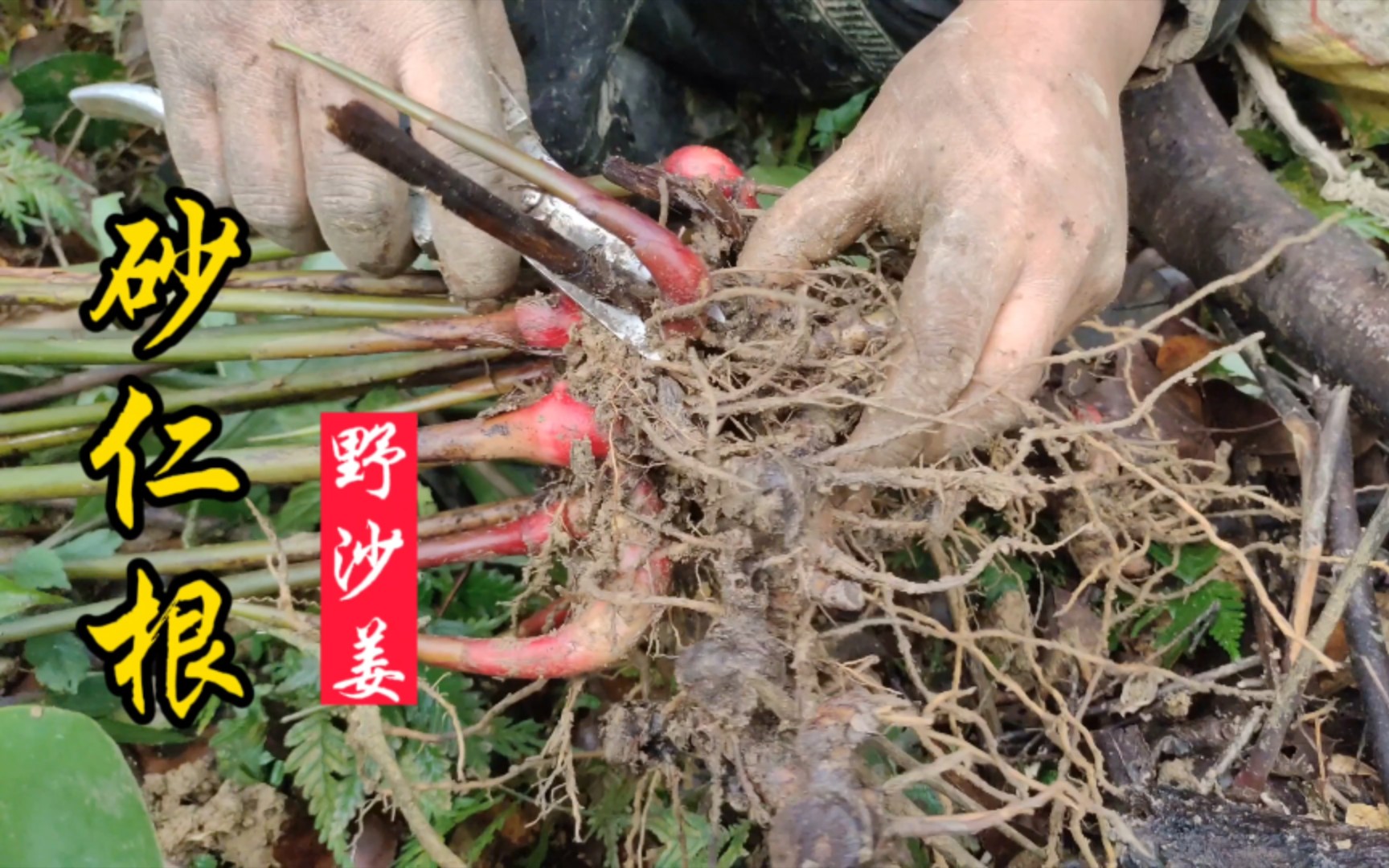 [图]砂仁根也叫野砂姜，甜酸苦辣甘五味俱全，可做调料亦可做药！