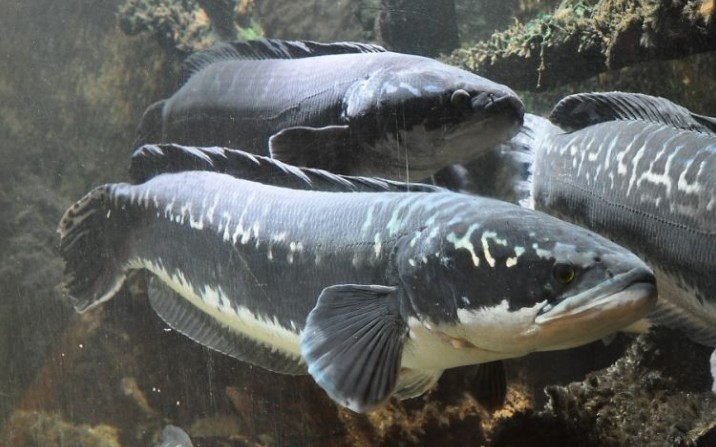 水獭分食小盾鳢