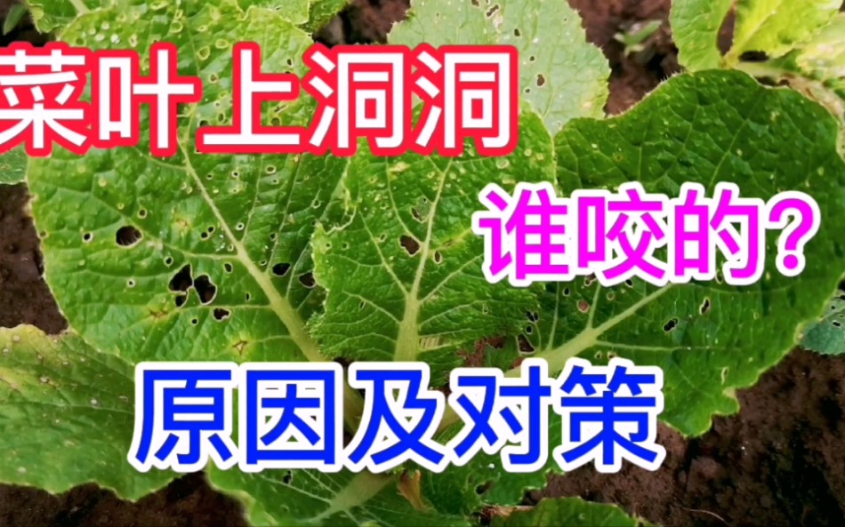 消灭跳甲虫,分享我的6点经验哔哩哔哩bilibili