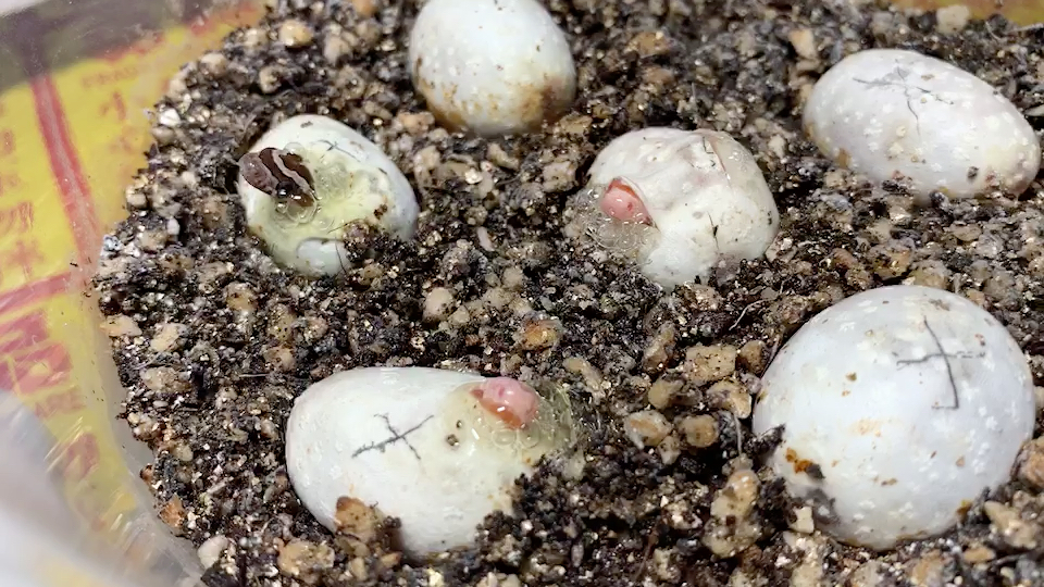 【宠物蛇破壳】猪鼻蛇破壳瞬间