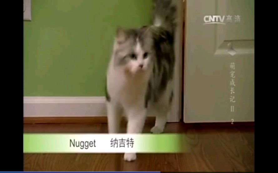 褴褛猫《萌宠成长记第二季》哔哩哔哩bilibili