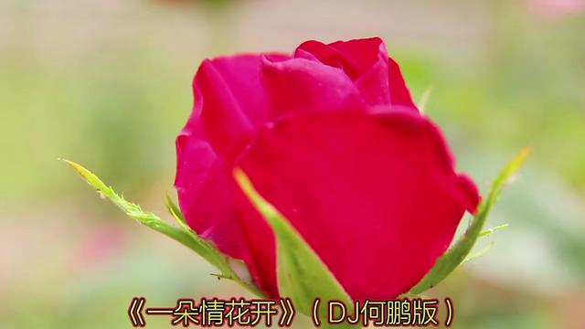 [图]《一朵情花开》（DJ何鹏版）演唱：胡蜜丹