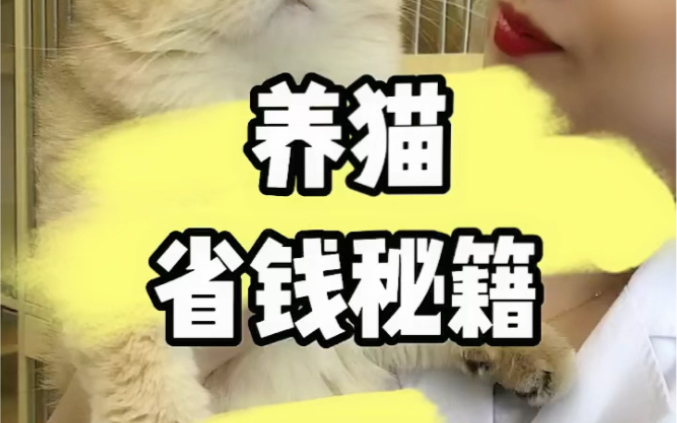 养猫,省钱秘籍.哔哩哔哩bilibili