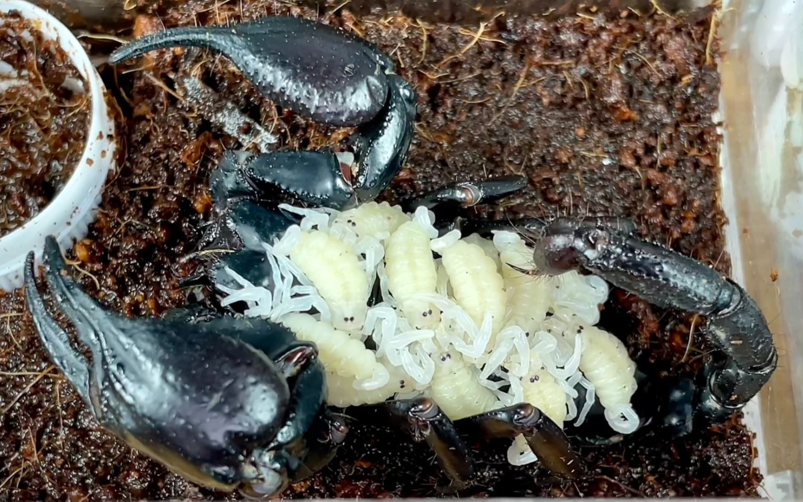 林神异蝎生崽子了 雨林蝎繁殖