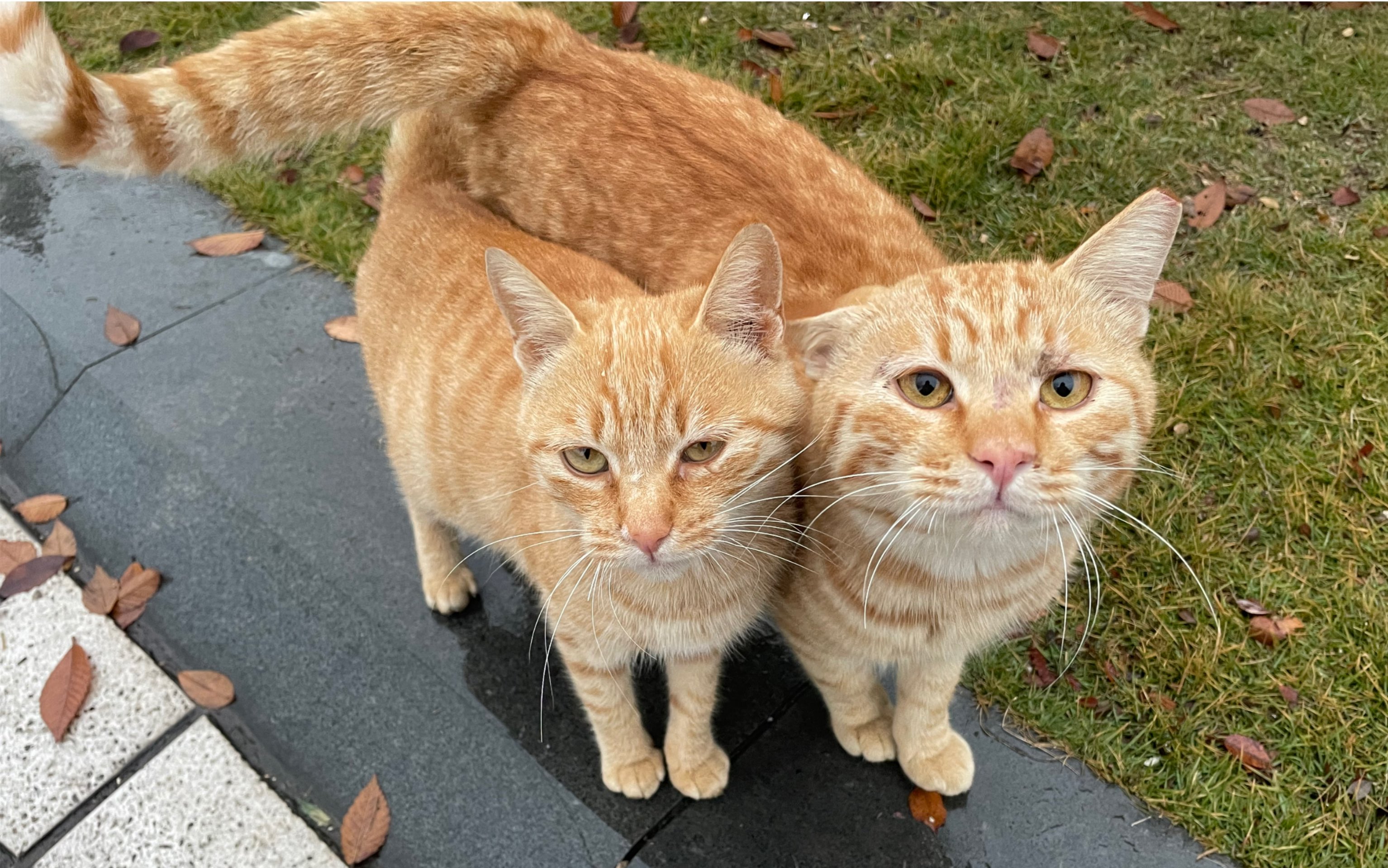 喂猫日常-橘猫永不令人失望
