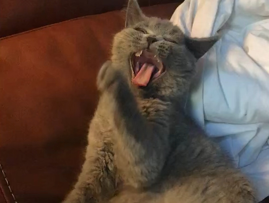 搞笑猫咪funny cat