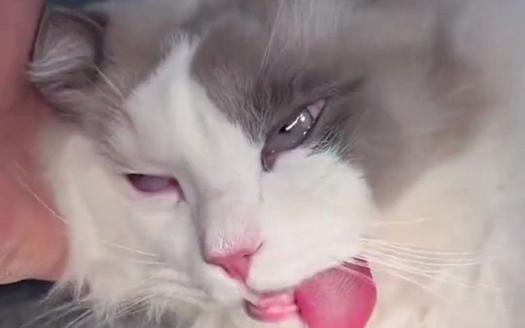 教兽来了为什么猫咪绝育会吐舌头?