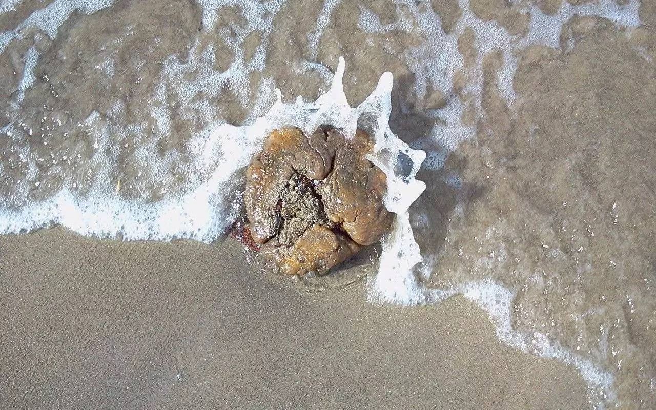 抹香鲸的"粪便"为何这么贵?只要拥有一块你就立即成为百万富翁