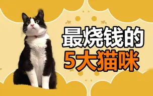 Download Video: 宠物冷知识：这5种猫咪，家里没矿慎养！