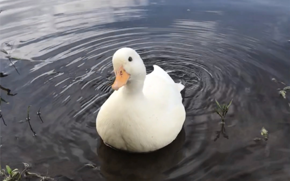 柯尔鸭_带蛋蛋子到池塘里快乐的玩耍!