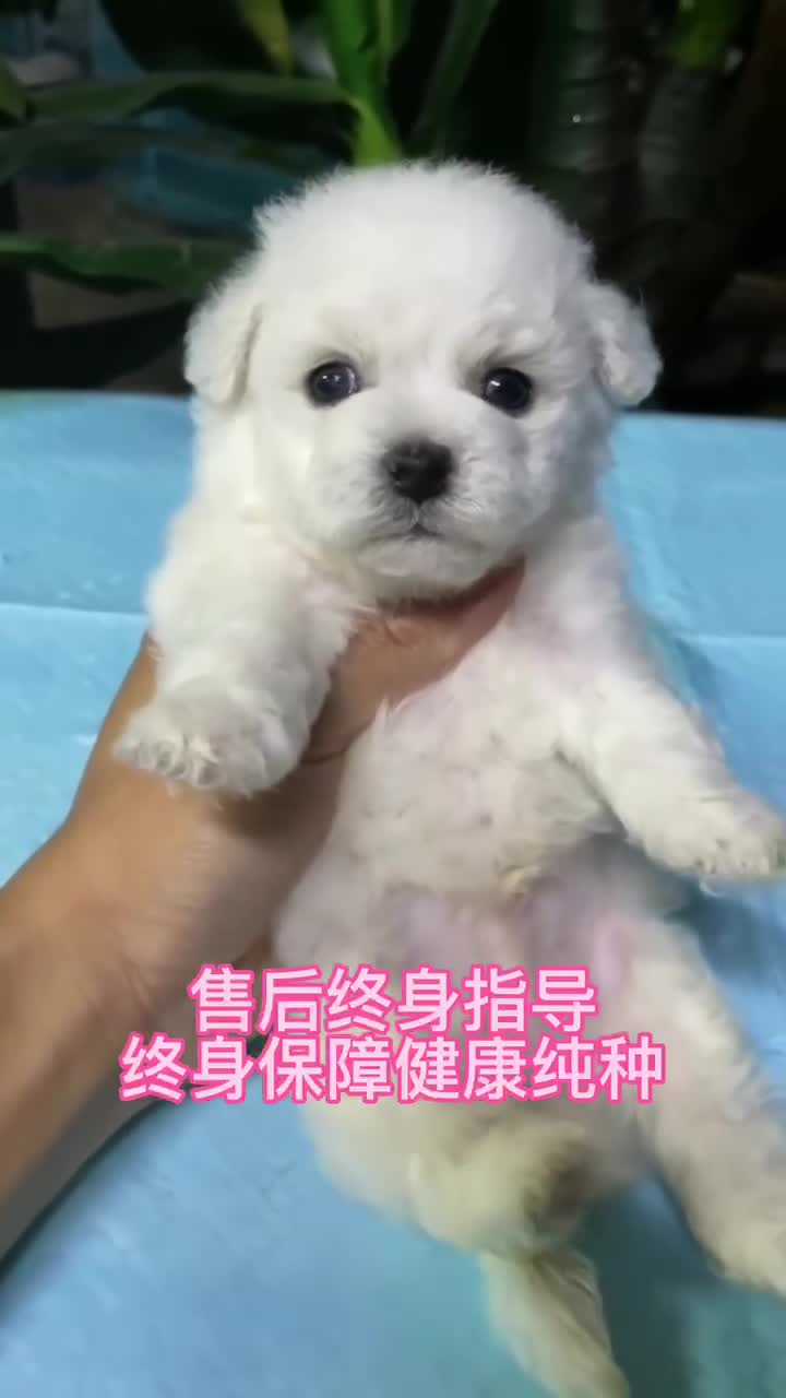 广州买狗推荐正规犬舍,广州清远附近哪里买狗最靠谱,卖狗的地方哔哩哔哩bilibili