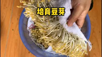 Video herunterladen: 教你在家培育豆芽，方法简单易学，几天就能吃到新鲜豆芽