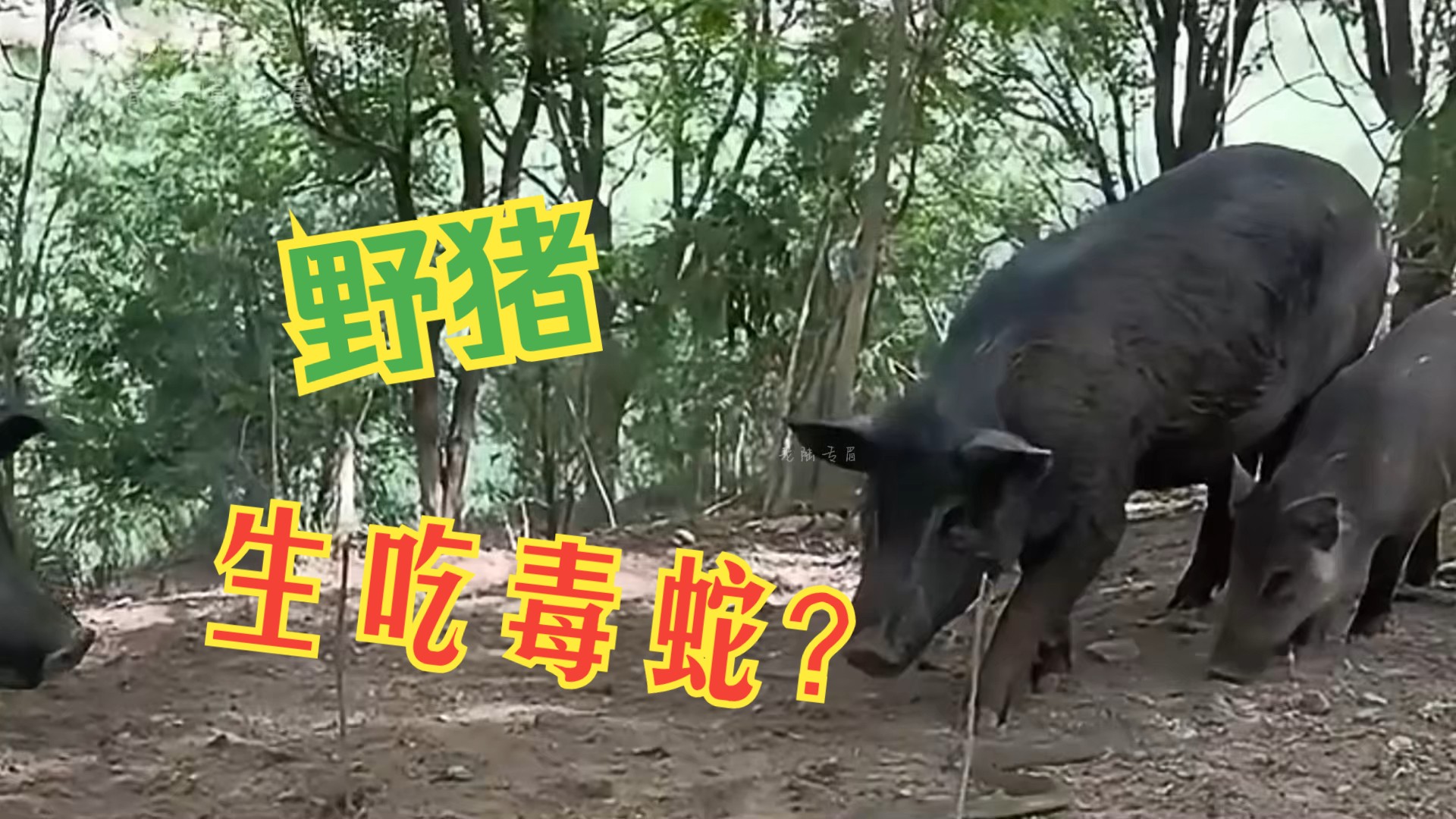 野猪吃蛇,你没有见过吧?哔哩哔哩bilibili