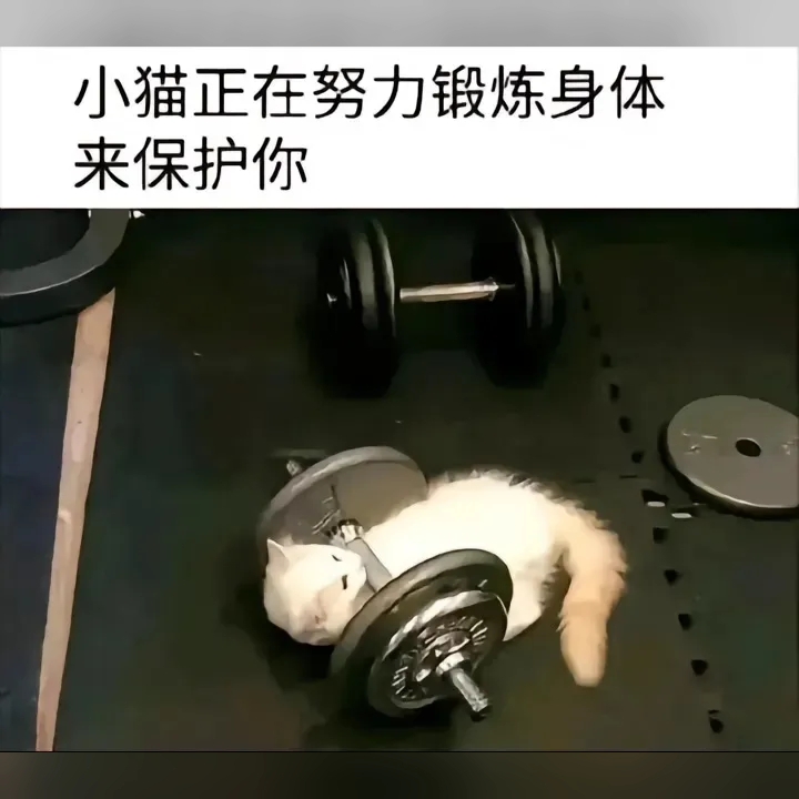猫猫在锻炼身体