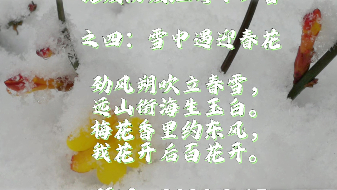 原创古体诗词|《抗疫防疫组诗十二首之四:雪中遇迎春花》—回望抗疫期间的感动与希望!哔哩哔哩bilibili