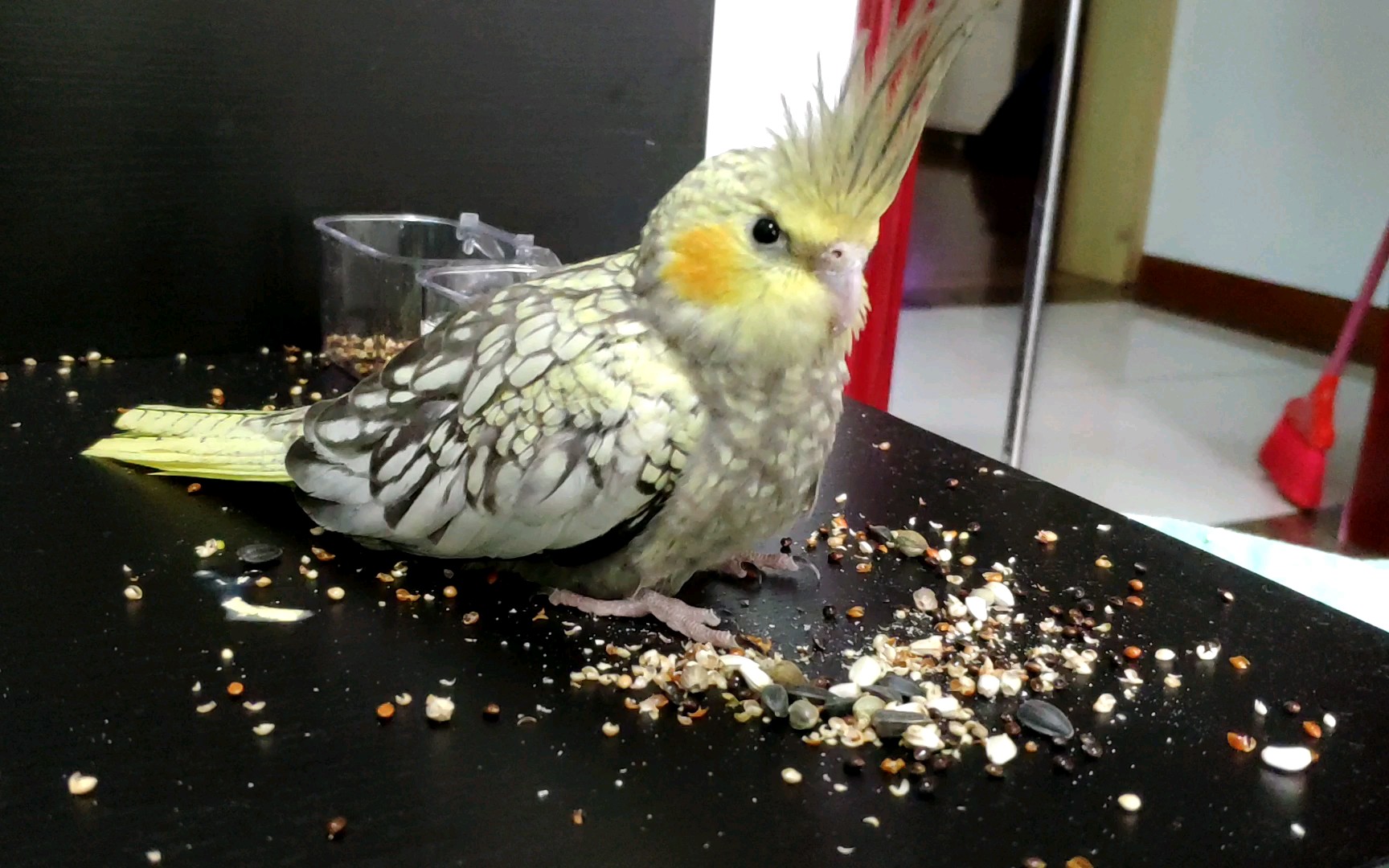 【玄凤鹦鹉】昨天刚到家的小可爱 day2