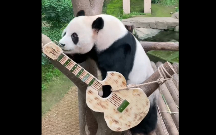 熊猫世界的摇滚明星——乐宝