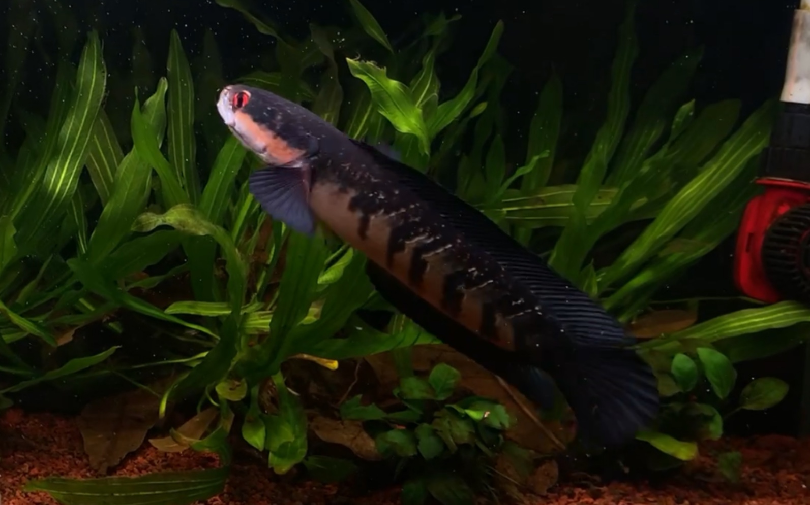 红魔神雷龙喂食 22.1.