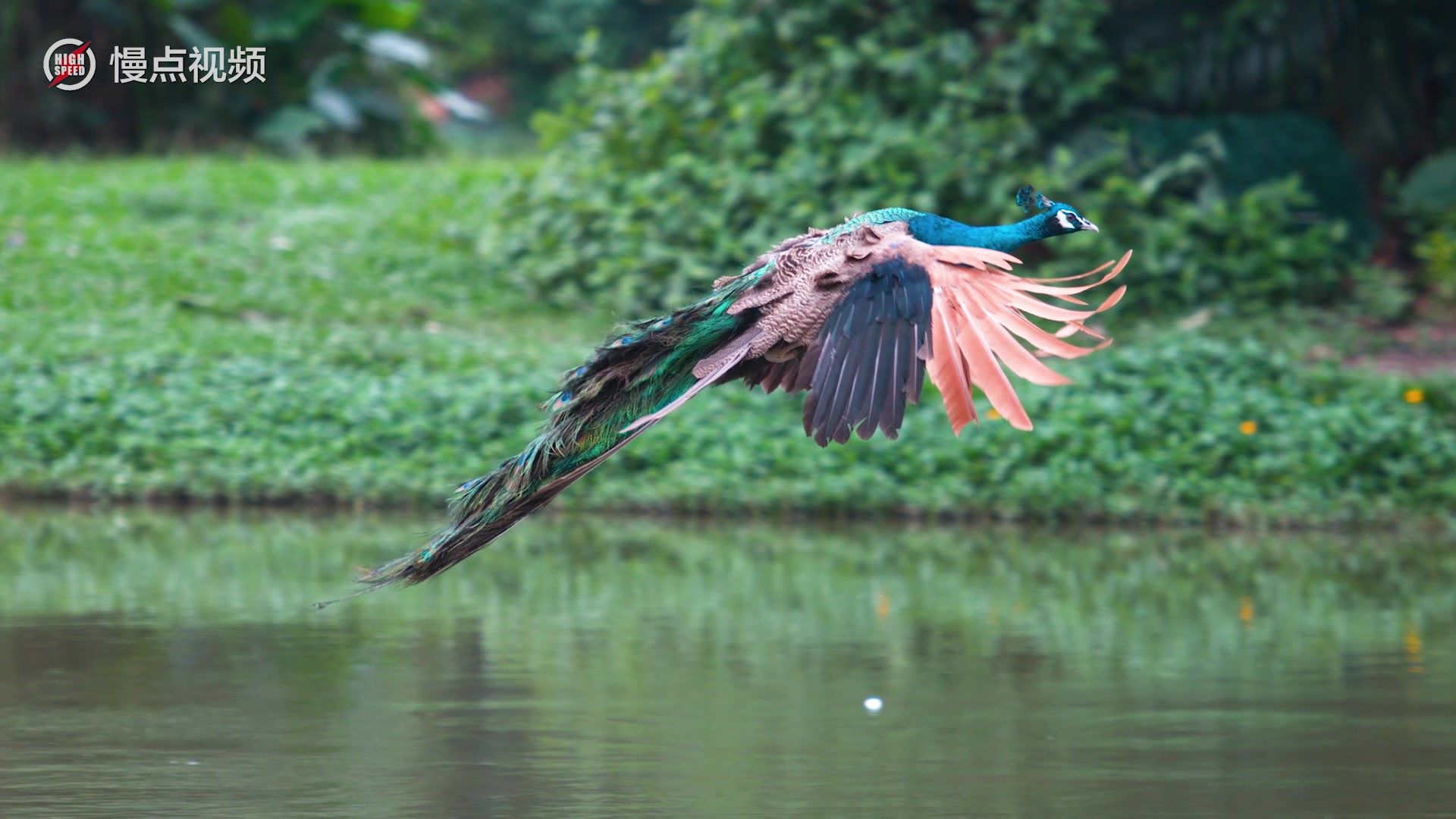 【慢点视频】逼死小编了,这么罕见惊艳的孔雀飞行慢镜头该怎么形容?