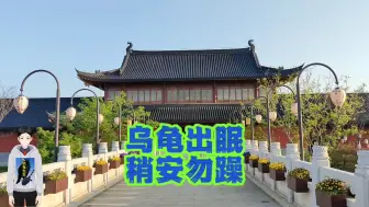 Download Video: 清明节后乌龟出眠，稍安勿躁！长江流域及以北地区乌龟出眠时间和月份。乌龟冬眠大半年，养龟还有什么意思？冬眠六个月，才是养龟的乐趣所在。大半年时间都等了，出眠莫着急