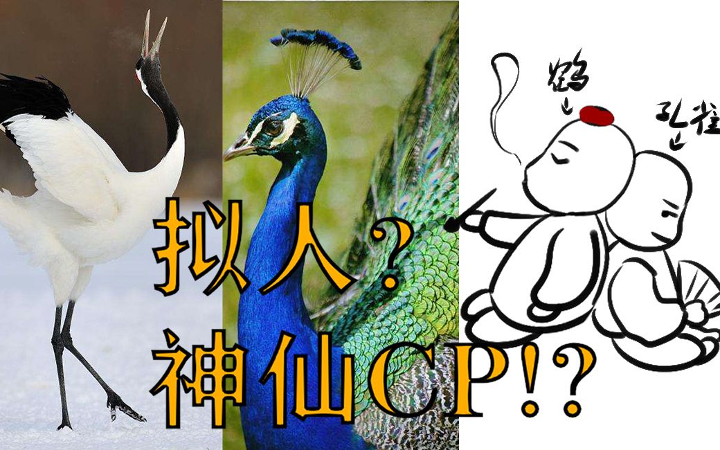 [图]【拟人向】丹顶鹤与孔雀拟人？果然是神仙cp！！