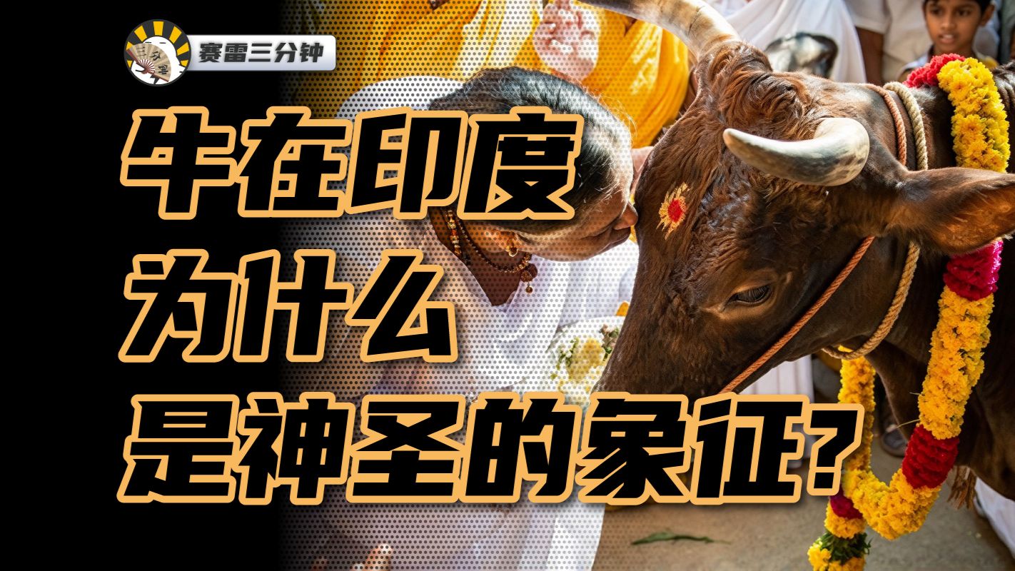 在印度，牛命居然比人命更贵