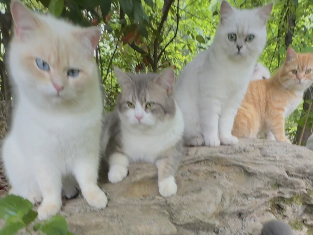 挑战一口气抓住8只小猫咪亲亲