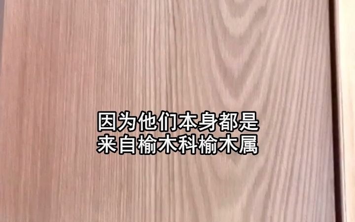 现在市场上常见的新榆木有哪些?都来自哪里呢哔哩哔哩bilibili