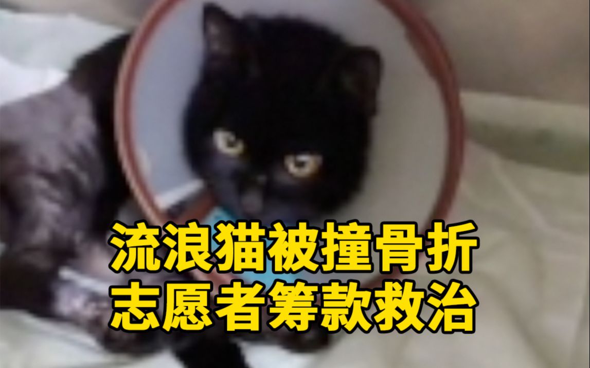 志愿者为被撞骨折流浪猫筹款救治:生命无价,不是钱的事哔哩哔哩bilibili