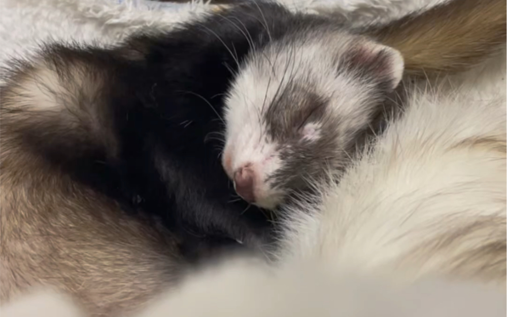 小傻貂日常 镰鼬二兄弟参上!