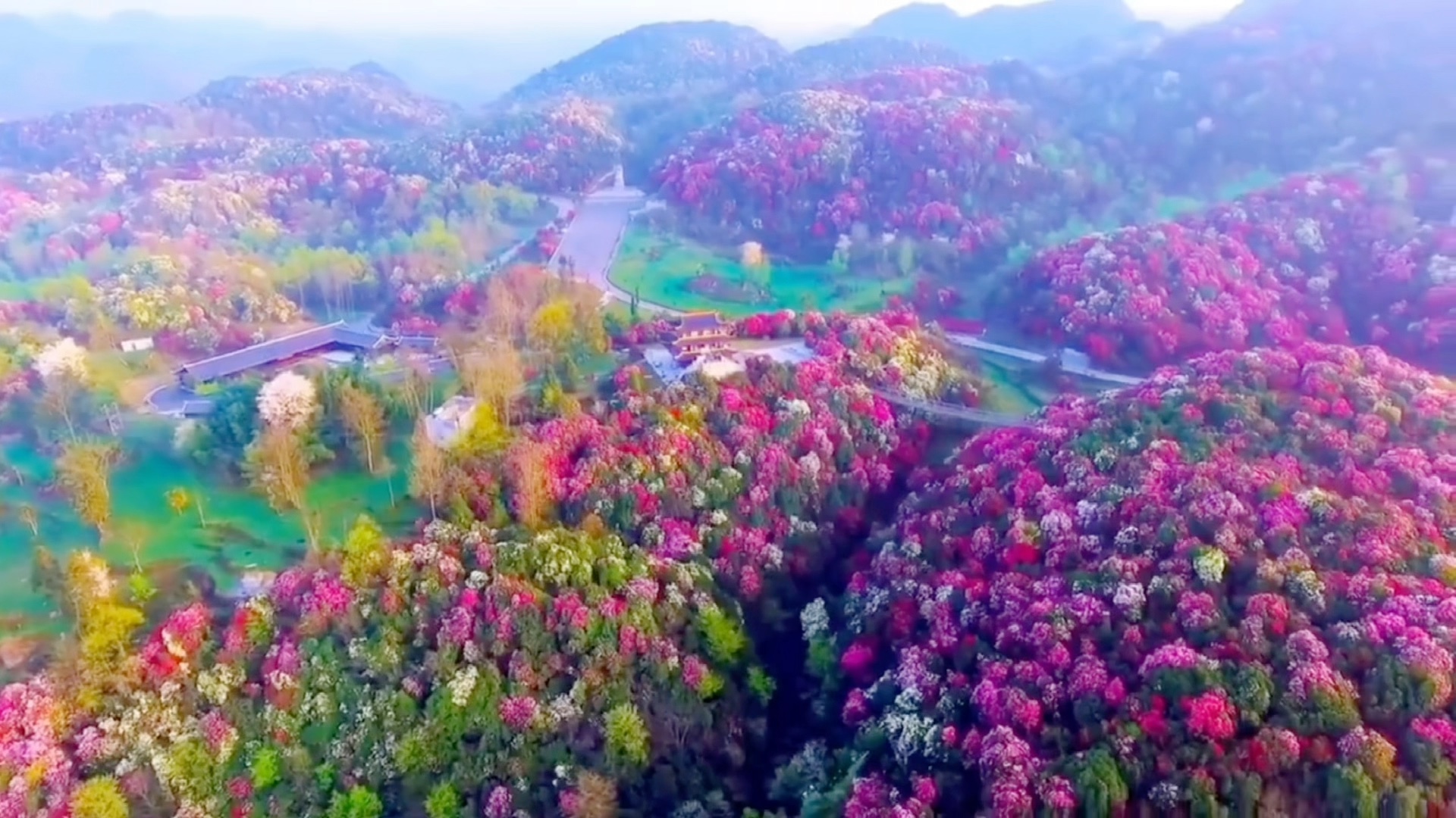 [图]毕节的春天，百里杜鹃花海