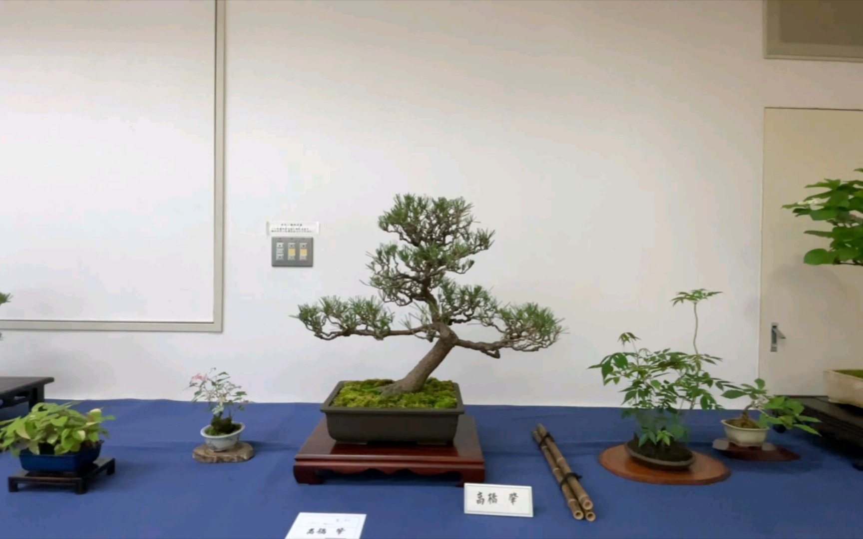 生驹盆栽展(gak bonsai)哔哩哔哩bilibili