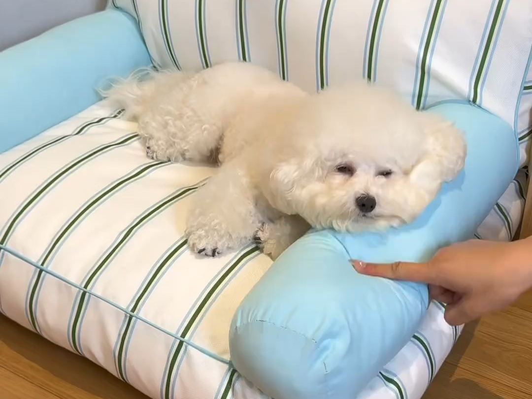 这个价格的冰感沙发床也太好看了吧!不仅好看狗狗睡在上面舒适又凉快!