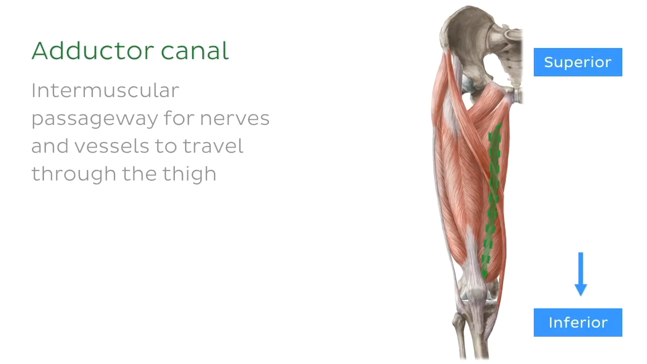 KEN HUB 局解 adductor canal 收肌管哔哩哔哩bilibili