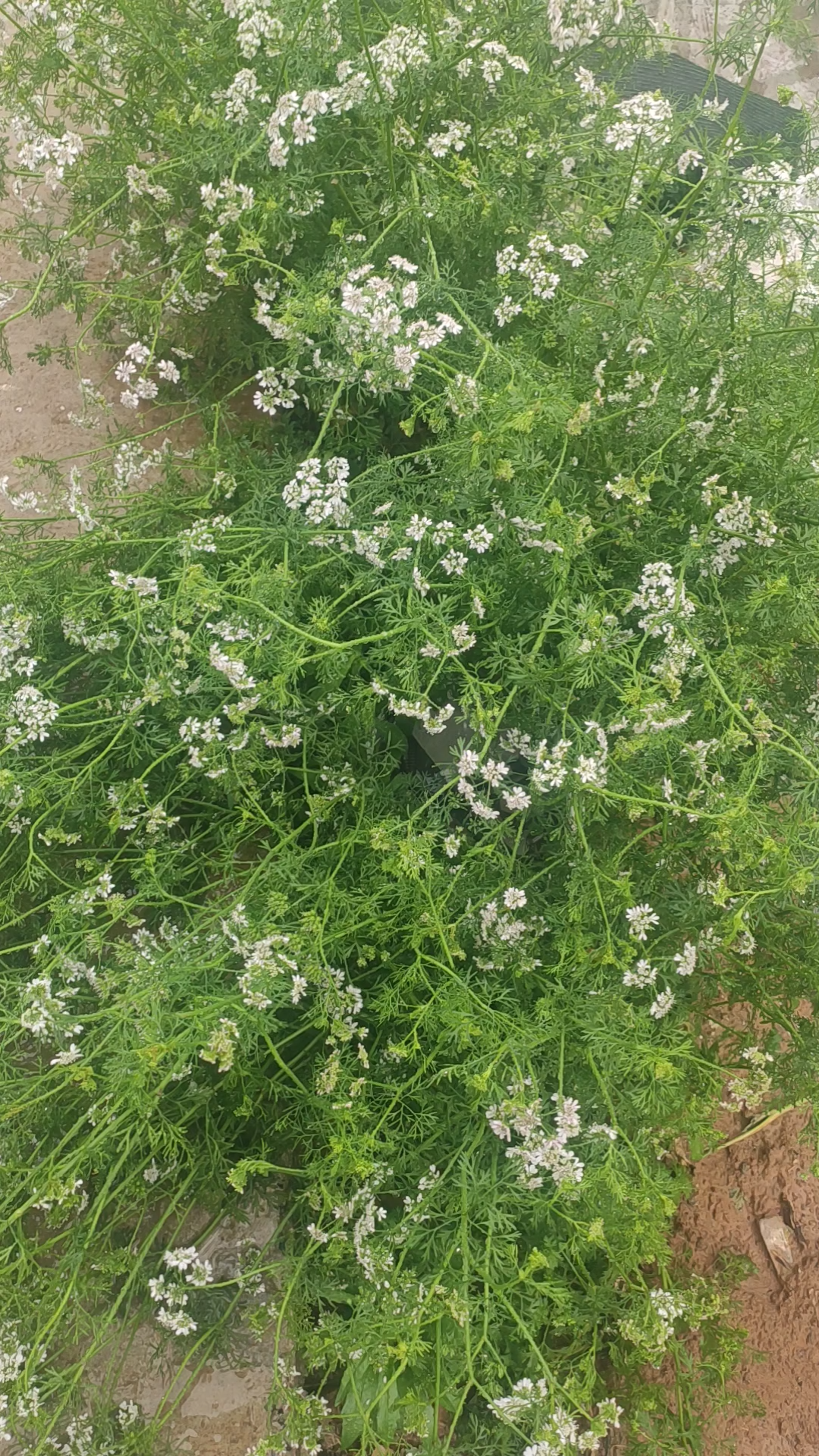 活动作品你见过香菜花吗