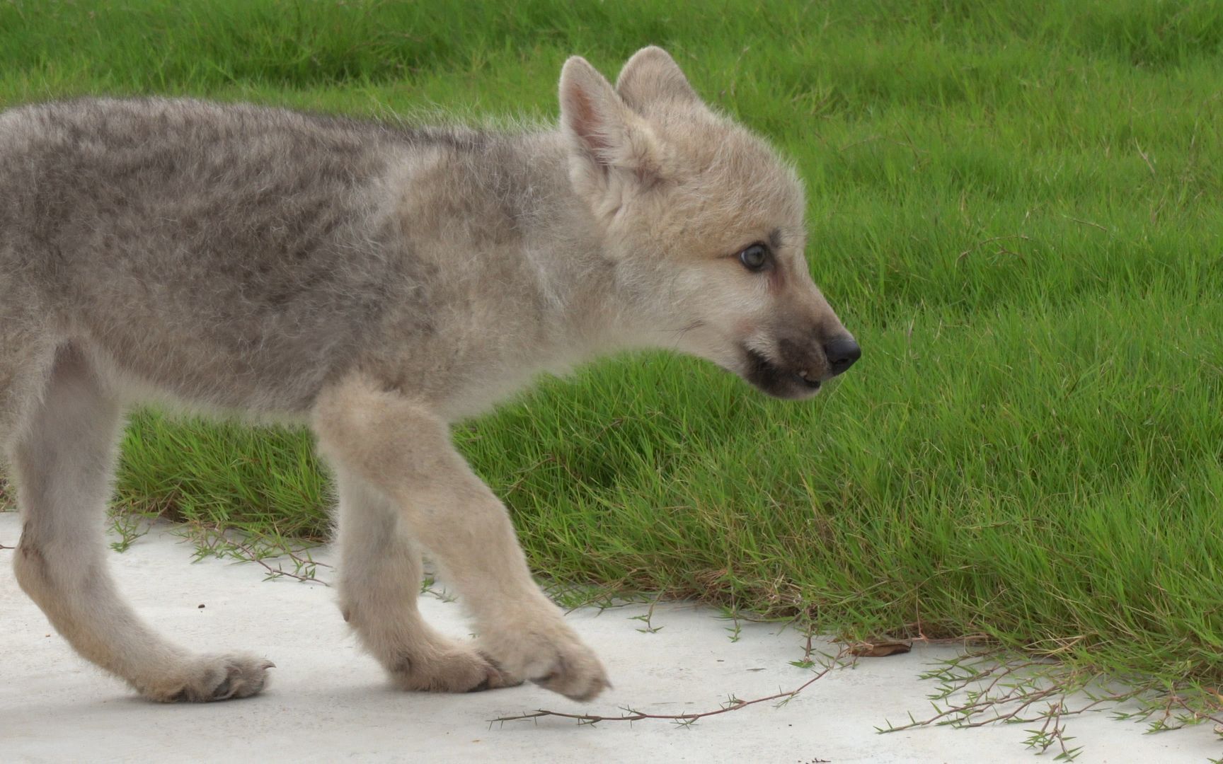世界首例克隆北极狼出生100天 体态特征明显 健康状态良好