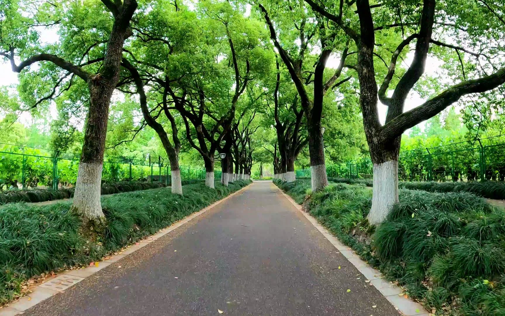 华家池里的香樟大道