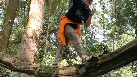 [图]西双版纳热带雨林巨大的藤本植物身临其境才能体会大自然的神奇美丽