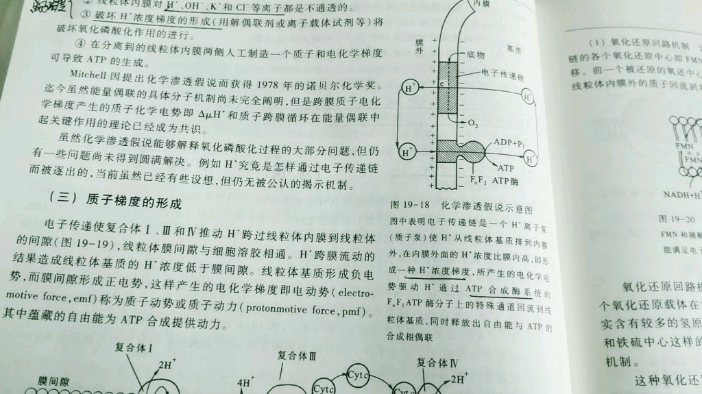 化学渗透假说哔哩哔哩bilibili